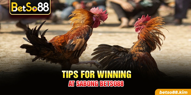 Tips for winning at Sabong BetSo88