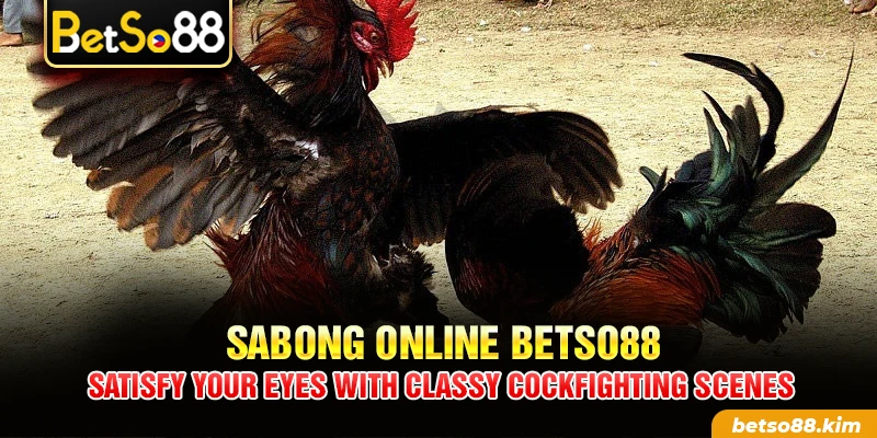Sabong Online BetSo88 – Satisfy Your Eyes With Classy Cockfighting Scenes